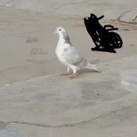 یک جفت کفتر ساده هفترنگ|پرنده|تربت جام, شهرک معلم|دیوار