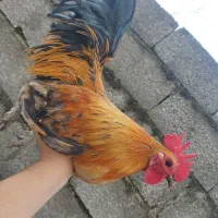 خروس زینتی(ژاپنی)