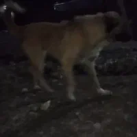 دوستان دوعدد سگ رایگان دارم فقط فوری