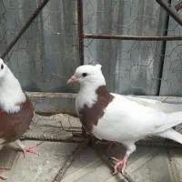 سه جفت جوجه طوقی|پرنده|اصفهان, جی شیر|دیوار