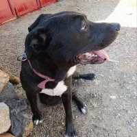 واگذاری|سگ|سیوان, |دیوار