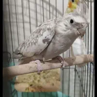 سه جفت عروس هلندی