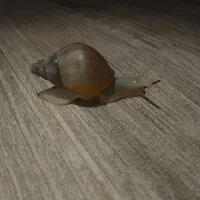 جوجه حلزون آچاتینا آلبینو