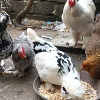 مرغ و خروس بالغ ،جوجه و تخم  برهما سلطان کوشین