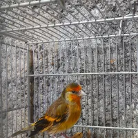 سهرقناری دهن سرخ