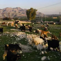 انواع بز|حیوانات مزرعه|بهبهان, |دیوار