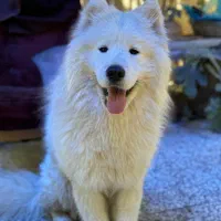 گمشده سگ ساموئید سفید نر