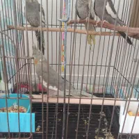 عروس هلندی خوشگل