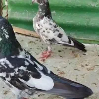 کبوتر پرشی|پرنده|سامان, |دیوار