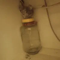 سرور زرد|پرنده|تهران, سهروردی|دیوار