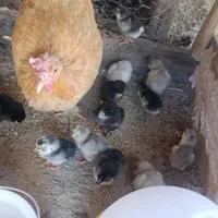 جوجه مرغ دورگ گلین