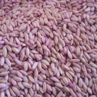 گندم دیم درجه یک بذری