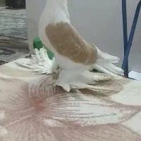 کفتر پشتی پر پا