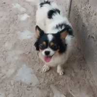 سگ اشپیتز و پاپی و خودمونی|سگ|نی‌ریز, |دیوار