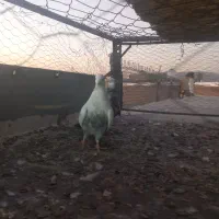 دم سبز  کاکل جوجه بندی|پرنده|شیراز, شهرک مطهری|دیوار