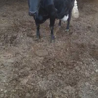 گاوشیری شکم سوم با گوساله ماده