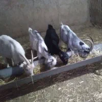 بزماده
