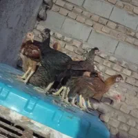 جوجه محلی