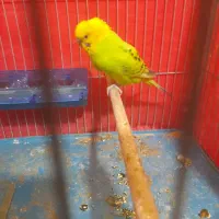 یک جفت مرغ عشق مولد|پرنده|شیراز, شهرک والفجر|دیوار