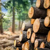 خرید و برش چوب در محل