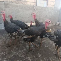بوقلمون|حیوانات مزرعه|رباط‌کریم, رباط‌کریم|دیوار
