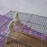 عروس هلندی|پرنده|اردبیل, |دیوار