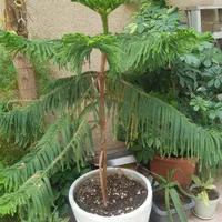 سه نوع گل آپارتمانی