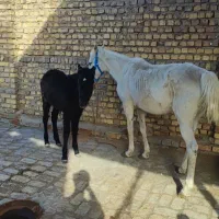 مادیان با کره خوش رنگ معاوضه با موتور