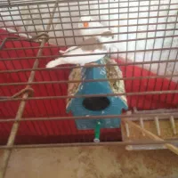 فروش یک جفت فنج