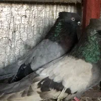 کبوتر نمایشی زیبا|پرنده|قائمشهر, |دیوار