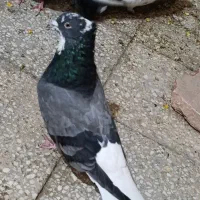 کبوتر رنگی|پرنده|بندر امام خمینی, |دیوار