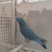 کفتر خوب|پرنده|قم, انسجام|دیوار