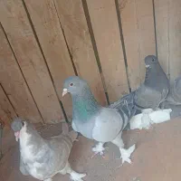 کبوتر خرقه دمسبز