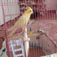 یک عدد عروس هلندی نر