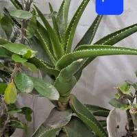 گل با گلدان