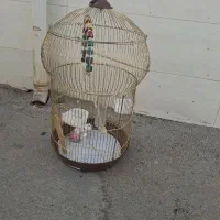 قفس پرنده بزرگ به همراه وسایل