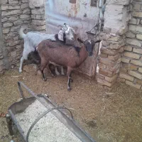 سه راس بز زارچ|حیوانات مزرعه|زارچ, |دیوار