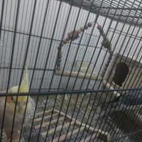 عروس هلندی|پرنده|شیراز, کوشک میدان|دیوار