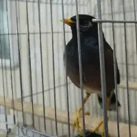 مینا سخنگو فوق دستی ، ۸۰تا کلام رخ تو رخ حرف میزنه