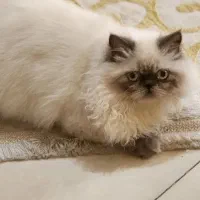 گربه هیمالین|گربه|شیراز, کوی وحدت|دیوار