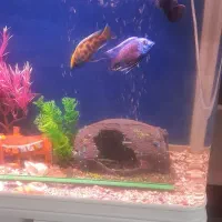 ماهی|ماهی|زاهدان, |دیوار