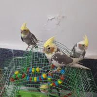 سه عدد جوجه عروس هلندی