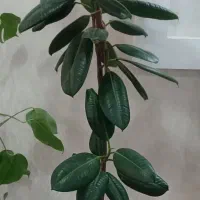 گل فیکوس