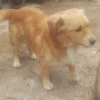 سگ پاکوتا|سگ|قم, شاد قلی|دیوار