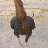 مرغ لاری افغان|حیوانات مزرعه|الشتر, |دیوار