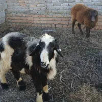 دو تا گوسفند نر