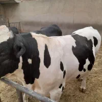 گوساله چاق