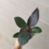 ۷مدل فیلودندرون برکین بلک رشته ای کنگره چماقی|گل و گیاه طبیعی|مرودشت, استادیوم‎|دیوار