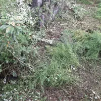 زمین ۴۰۰ متری نزدیک بحر خیابان اصلی تنکابن|فروش زمین و ملک کلنگی|شیرود, |دیوار