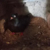 کبوتر  سیاه زاغی وکبوترسفید یک